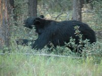 2010077127 Bear - Mount Robson Provincial Park - British Columbia - Canada  - Jul 31 : Bear, Jasper