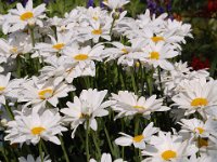 2010077139 Mount Robson Provincial Park - British Columbia - Canada  - Jul 31