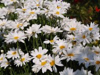 2010077140 Mount Robson Provincial Park - British Columbia - Canada  - Jul 31