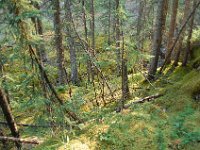 2010076973 Maligne Canyon -  Jasper Nat Park - Alberta - Canada  - Jul 30