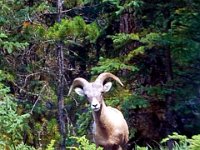 2010077065 Jasper Nat Park - Alberta - Canada  - Jul 30