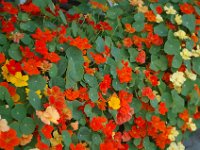 2010077083 Jasper - Jasper Nat Park - Alberta - Canada  - Jul 30 : Betty Hagberg,Darrel Hagberg