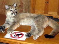 2010076377 Rogers Pass - British Columbia - Canada - Western Canada Vacation - Jul 27