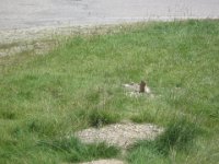 2010076380 Rogers Pass - British Columbia - Canada - Western Canada Vacation - Jul 27