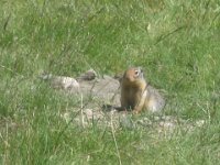 2010076381 Rogers Pass - British Columbia - Canada - Western Canada Vacation - Jul 27