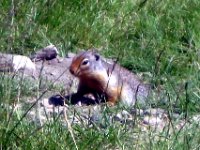 2010076382 Rogers Pass - British Columbia - Canada - Western Canada Vacation - Jul 27
