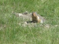 2010076383 Rogers Pass - British Columbia - Canada - Western Canada Vacation - Jul 27