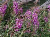 2010077215 Duffey Lake - British Columbia - Canada  - Aug 01