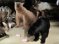 2010077515 Victoria - British Columbia - Canada - Aug 03