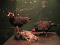 2010077520 Victoria - British Columbia - Canada - Aug 03