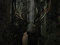 2010077525 Victoria - British Columbia - Canada - Aug 03