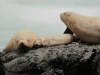 2010077530 Victoria - British Columbia - Canada - Aug 03