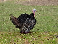 2012069691 Fortress of Louisbourg - Louisbourg - Nova Scotia - Jun 26