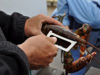 2012069574 Cape Smokey and the Lobster Fishing Industry - Cape Breton Island - Nova Scotia - Jun 25