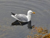 2012070357 Peggys Cove - Nova Scotia - Canada - Jun 30