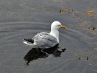 2012070358 Peggys Cove - Nova Scotia - Canada - Jun 30