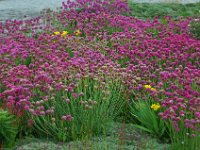 2012070372 Peggys Cove - Nova Scotia - Canada - Jun 30