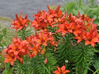 2012070374 Peggys Cove - Nova Scotia - Canada - Jun 30