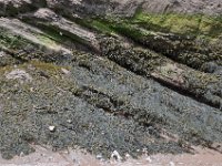 2012070267 Hopewell Cape and Bay of Fundy - New Brunswick - Canada - Jun 29