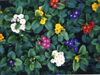 1998061166 Darrel and Betty Hagberg - Chile