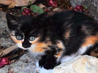 2013092260 Dubrovnik Croatia - Sept 10