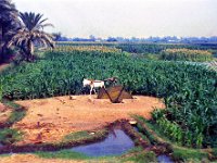 1992071022 Darrel-Betty-Darla Hagberg - Egypt Vacation