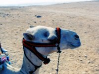 1992071100 Darrel-Betty-Darla Hagberg - Egypt Vacation