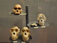 2012095038 National Museum - Addis Ababa - Ethiopia