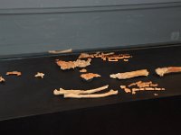 2012095041 National Museum - Addis Ababa - Ethiopia