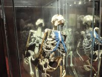 2012095052 National Museum - Addis Ababa - Ethiopia