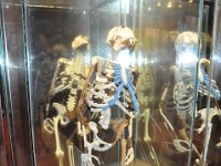 2012095053 National Museum - Addis Ababa - Ethiopia