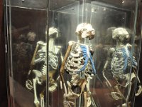 2012095054 National Museum - Addis Ababa - Ethiopia