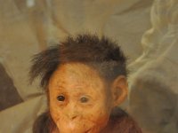 2012095061 National Museum - Addis Ababa - Ethiopia