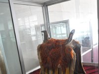 2012095086 National Museum - Addis Ababa - Ethiopia