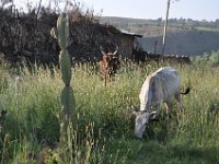 2012095490 Debre Berhan -Ethiopia