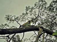 2012097643 Blue Nile Falls & Lake Tana - Ethioipia - Oct 05