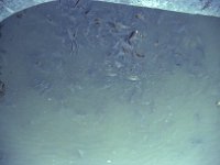 1983061028 Paris - France - Jul 12