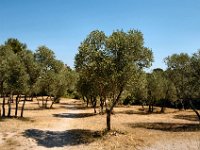 2005072329 Glanum Ruins-Provence-France