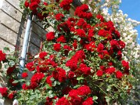 1272465 4795532859916 1592462835 o