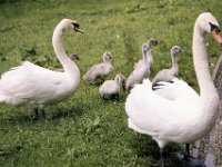 1983060135 Oberammergau and Linderhof Castle, Germany - Jun 27