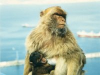 1990072818 Gilbraltar (July 30)