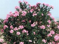 1991001285 Darrel-Betty-Darla Hagberg - Greece Vacation