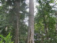 2011023471 Aquateca - Guatemala