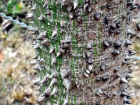 2011024126 Copan - Antiqua - Guatemala