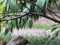 2011024131 Copan - Antiqua - Guatemala