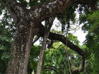 2011024225 Copan - Antiqua - Guatemala