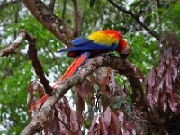 2011024312 Copan - Antiqua - Guatemala