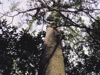 2011024053 Quirigua - Guatemala