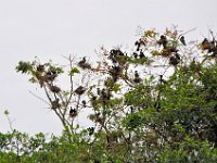 2011023932 Rio Dulce - Guatemala