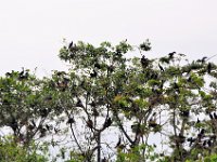 2011023933 Rio Dulce - Guatemala